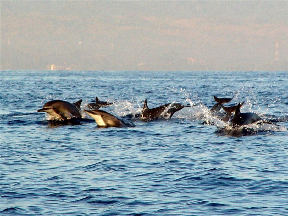 package_1829_Dolphine tour In Bali, Indonesia3.jpg